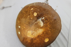 Tylopilus ferrugineus