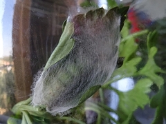 Thysanoplusia orichalcea