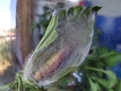 Thysanoplusia orichalcea