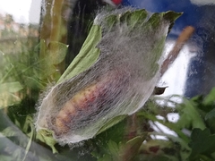 Thysanoplusia orichalcea