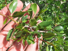 Pseudoziziphus parryi