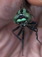 Ophiogomphus anomalus
