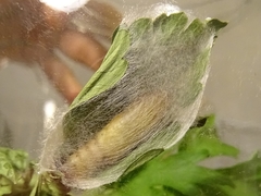 Thysanoplusia orichalcea