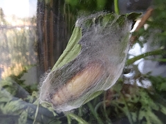 Thysanoplusia orichalcea