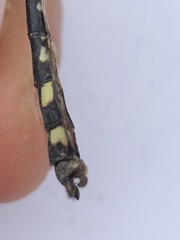 Ophiogomphus anomalus