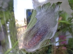 Thysanoplusia orichalcea