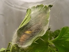 Thysanoplusia orichalcea