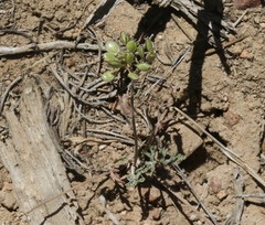 Lomatium nevadense