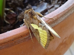 Thysanoplusia orichalcea