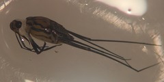 Trepobates pictus