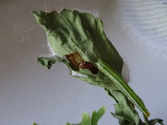 Thysanoplusia orichalcea
