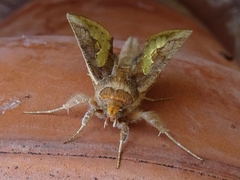 Thysanoplusia orichalcea