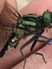 Ophiogomphus anomalus