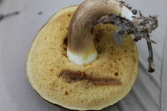 Tylopilus ferrugineus