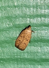 Autosticha kyotensis