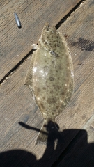 Paralichthys californicus