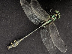 Ophiogomphus anomalus