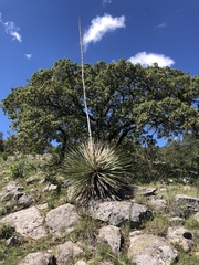 Dasylirion cedrosanum