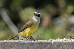 Pitangus sulphuratus