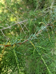 Juniperus communis communis