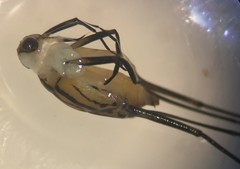 Trepobates pictus
