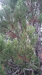 Athrotaxis cupressoides