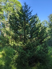 Juniperus communis communis