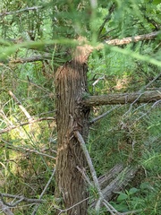 Juniperus communis communis