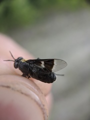Chrysops cincticornis