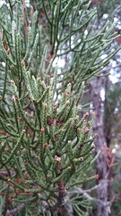 Athrotaxis cupressoides