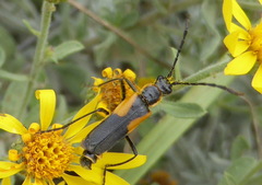 Chauliognathus deceptus