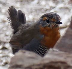 Scelorchilus rubecula