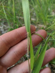 Dichanthelium praecocius