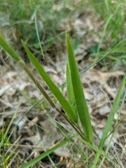 Dichanthelium praecocius