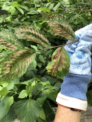 Xanthogaleruca luteola