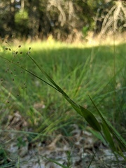 Dichanthelium praecocius