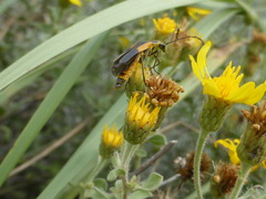 Chauliognathus deceptus