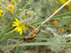 Chauliognathus deceptus
