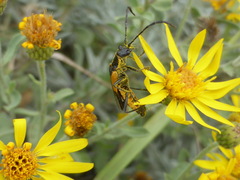 Chauliognathus deceptus
