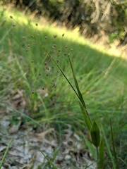 Dichanthelium praecocius