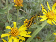 Chauliognathus deceptus