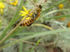 Chauliognathus deceptus