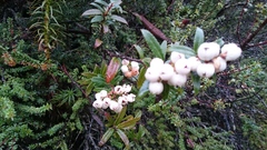 Gaultheria hispida