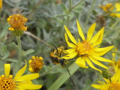 Chauliognathus deceptus