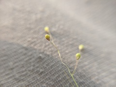 Dichanthelium praecocius