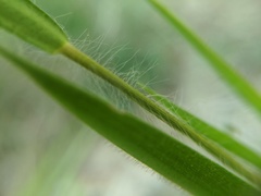 Dichanthelium praecocius