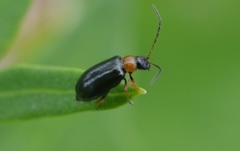 Luperus luperus