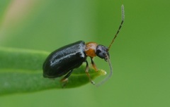 Luperus luperus