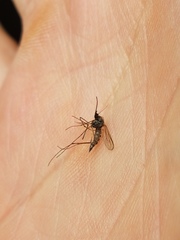 Ochlerotatus