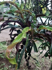 Codiaeum variegatum
